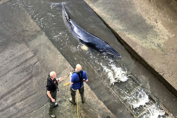 قورباغه ای به اندازه یک نوزاد انسان / دردسرهای پلنگ فراری (گزارش تصویری)