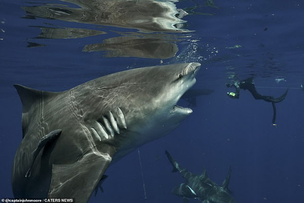 این فیل را صاعقه کشت / چشم در چشم با یک کوسه خوفناک و غول پیکر (گزارش تصویری)