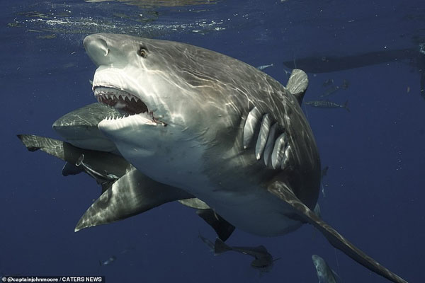 این فیل را صاعقه کشت / چشم در چشم با یک کوسه خوفناک و غول پیکر (گزارش تصویری)