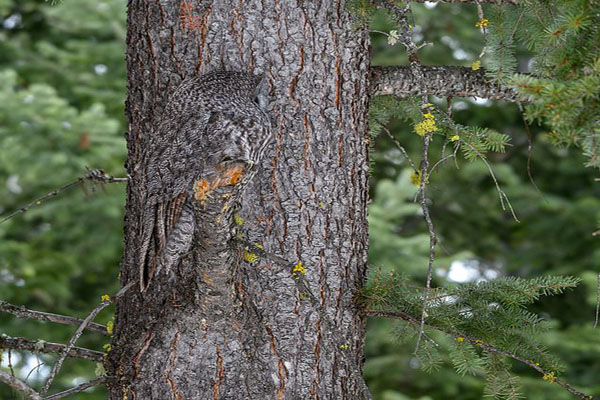این فیل را صاعقه کشت / چشم در چشم با یک کوسه خوفناک و غول پیکر (گزارش تصویری)