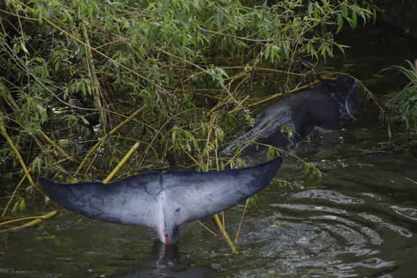 داستان یک نهنگ نگون بخت / توزیع غذا بین فقرای قطب اقتصادی لاتین (گزارش تصویری) داستان یک نهنگ نگون بخت / توزیع غذا بین فقرای قطب اقتصادی لاتین (گزارش تصویری)