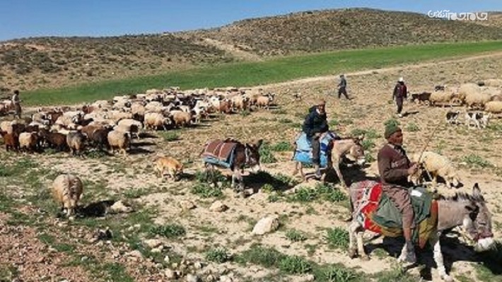 آغاز کوچ بهاره عشایر استان اردبیل از امروز