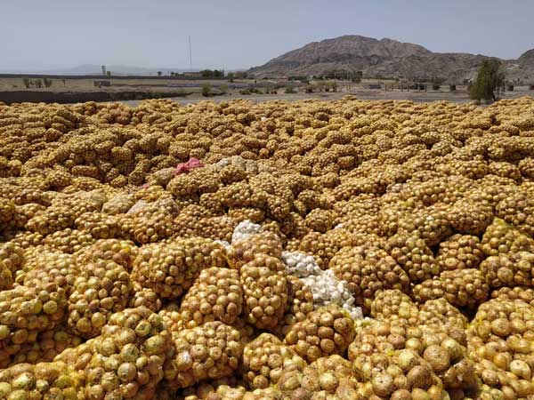 جزییات پیازهای دپو شده در محل روستای سرراس منوجان (+تصاویر) جزییات پیازهای دپو شده در محل روستای سرراس منوجان (+تصاویر)