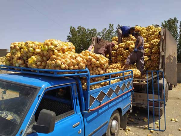 جزییات پیازهای دپو شده در محل روستای سرراس منوجان (+تصاویر) جزییات پیازهای دپو شده در محل روستای سرراس منوجان (+تصاویر)