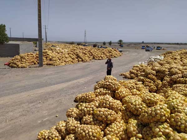 جزییات پیازهای دپو شده در محل روستای سرراس منوجان (+تصاویر) جزییات پیازهای دپو شده در محل روستای سرراس منوجان (+تصاویر)