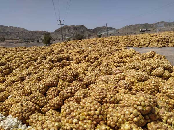 جزییات پیازهای دپو شده در محل روستای سرراس منوجان (+تصاویر) جزییات پیازهای دپو شده در محل روستای سرراس منوجان (+تصاویر)