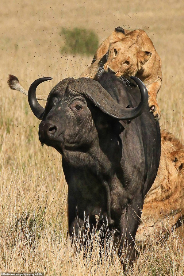 طعمه 900 کیلویی! / فرار زنان و کودکان از ترس طوفان (گزارش تصویری) طعمه 900 کیلویی! / فرار زنان و کودکان از ترس طوفان (گزارش تصویری)