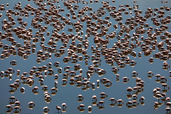 تصاویر برگزیده حیات وحش در هفته اخیر (گزارش تصویری)