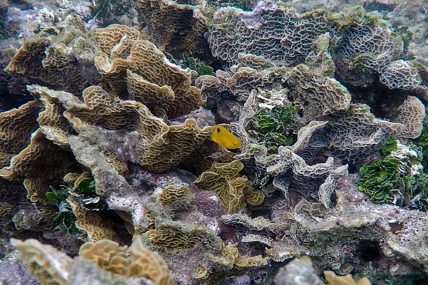 تصاویر برگزیده حیات وحش در هفته اخیر (گزارش تصویری)