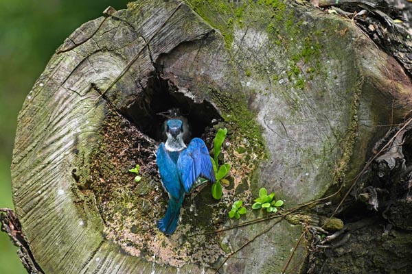 تصاویر برگزیده حیات وحش در هفته اخیر (گزارش تصویری)