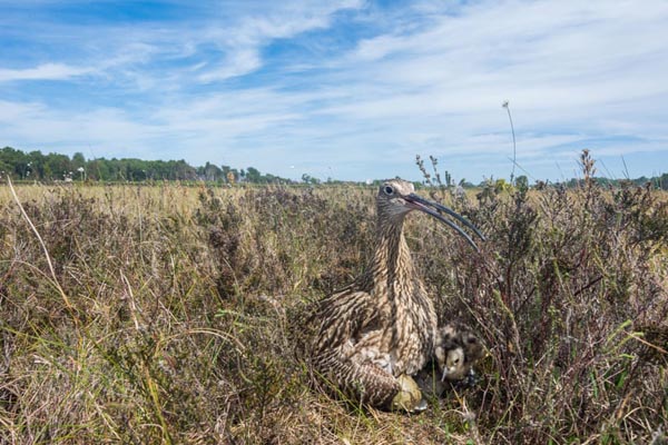تصاویر برگزیده حیات وحش در هفته اخیر (گزارش تصویری)