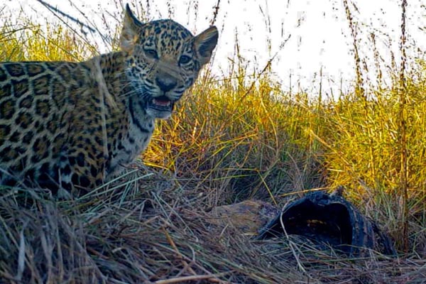 تصاویر برگزیده حیات وحش در هفته اخیر (گزارش تصویری)