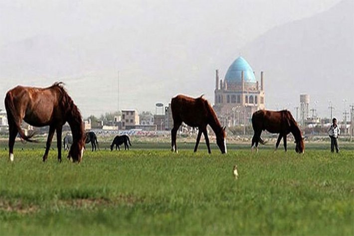 رئیس اداره مرتع اداره‌کل منابع‌طبیعی و آبخیزداری استان زنجان از کودپاشی در 70 هکتار چمن سلطانیه خبر داد.