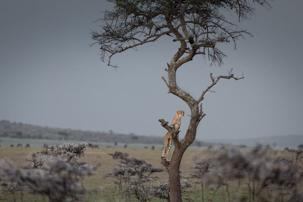 برندگان جایزه عکاسی «حفاظت از جهان» (گزارش تصویری)