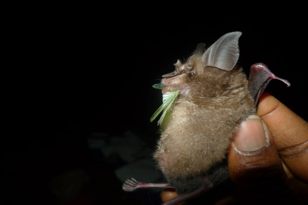 برندگان جایزه عکاسی «حفاظت از جهان» (گزارش تصویری)