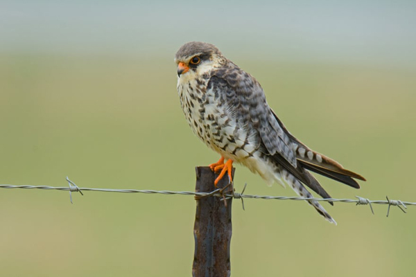 برندگان جایزه عکاسی «حفاظت از جهان» (گزارش تصویری)