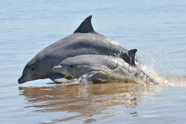 برندگان جایزه عکاسی «حفاظت از جهان» (گزارش تصویری)