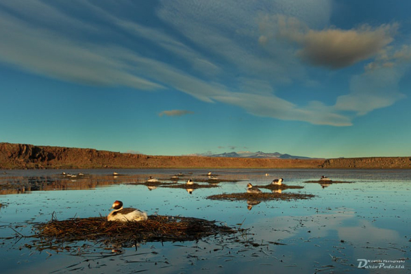 برندگان جایزه عکاسی «حفاظت از جهان» (گزارش تصویری)