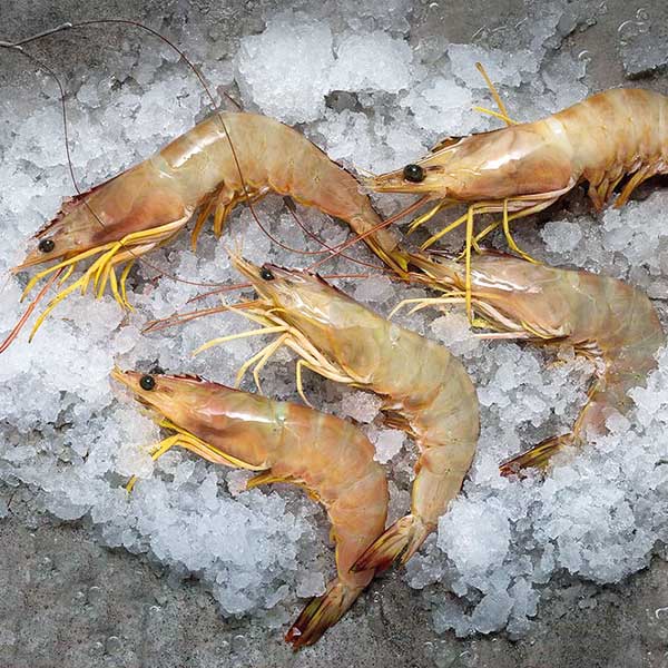 ماهی تازه جنوب را به ماهی دریا سفارش بده