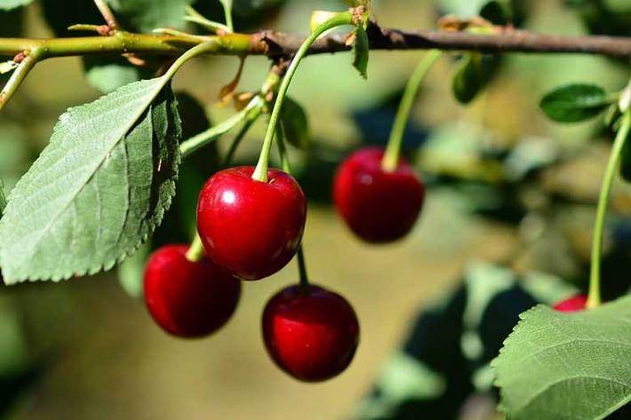 آلبالو که به نام آلوبالو هم شناخته می‌شود میوه‌ای بهاری به رنگ قرمز تیره بوده و مزه‌ای ترش دارد؛ جالب است بدانید که آلبالو در واقع همان گیلاس ترش است.