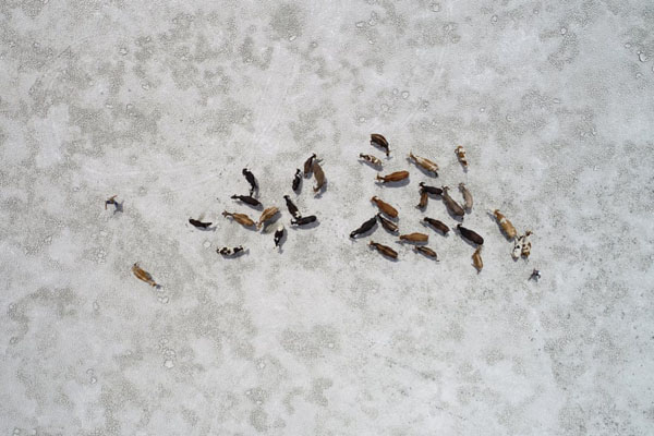 حمله اوباش به شهر مانائو / مهاجرت پر سر و صدای خانواده فیل ها (گزارش تصویری)