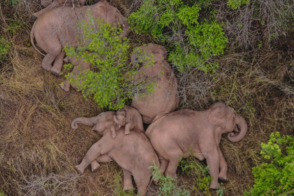 حمله اوباش به شهر مانائو / مهاجرت پر سر و صدای خانواده فیل ها (گزارش تصویری)