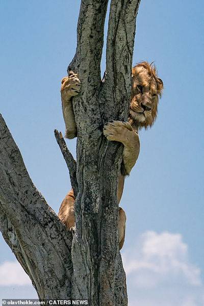 عکس برگزیده حیات وحش ؛ فرار شیر از دسته بوفالوها