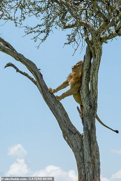 عکس برگزیده حیات وحش ؛ فرار شیر از دسته بوفالوها