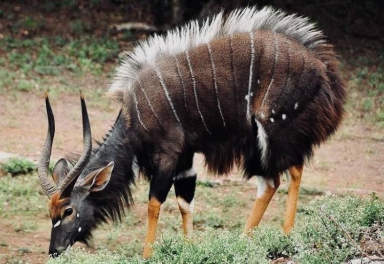 نیالا؛ حیوانی که احتمالا نمی‌شناسید! +عکس