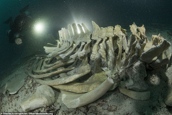 تصاویر برگزیده مسابقه روز جهانی اقیانوس (گزارش تصویری)