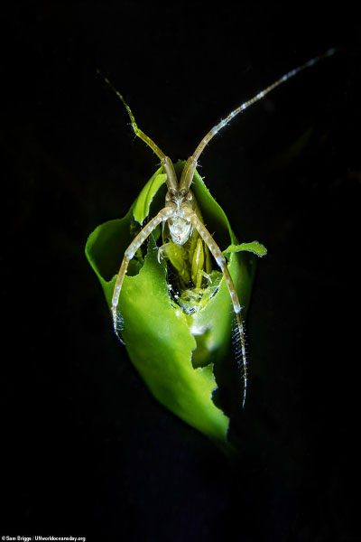 تصاویر برگزیده مسابقه روز جهانی اقیانوس (گزارش تصویری)