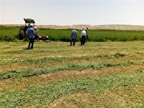 برداشت چین اول محصول یونجه درمزارع شهرستان زنجان