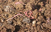 برخورد با آلودگی های زیست محیطی در شهرستان دلفان