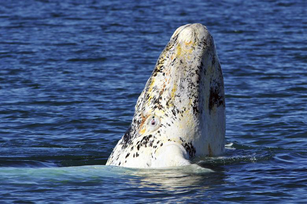 حیوانات هم به عارضه «آلبینو» دچار می شوند (گزارش تصویری)