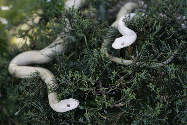 حیوانات هم به عارضه «آلبینو» دچار می شوند (گزارش تصویری)