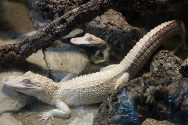 حیوانات هم به عارضه «آلبینو» دچار می شوند (گزارش تصویری)
