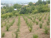 انجام ۷ هزار و ۵۰۰  هکتار کشت باغات دیم در اراضی شیب‌دار لرستان