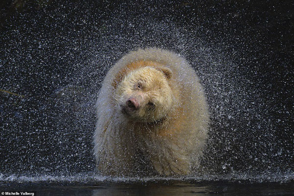 تصاویر برگزیده حیات وحش و طبیعت از یک مسابقه عکاسی (گزارش تصویری)