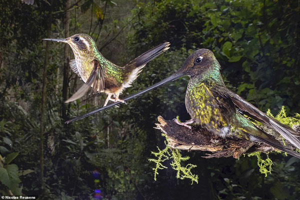 تصاویر برگزیده حیات وحش و طبیعت از یک مسابقه عکاسی (گزارش تصویری)