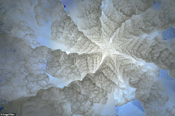 تصاویر برگزیده حیات وحش و طبیعت از یک مسابقه عکاسی (گزارش تصویری)