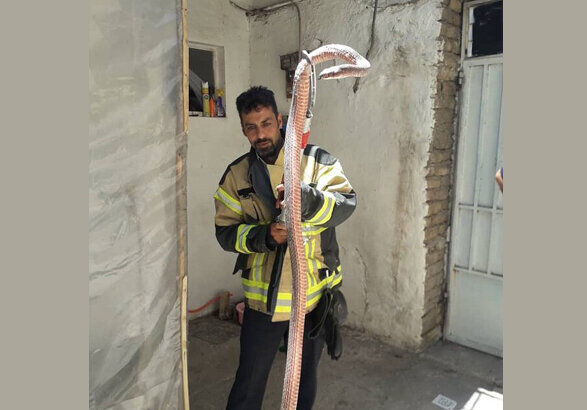 وحشت با چمبره مار سمی 4 متری روی سینه زن صاحبخانه در زنجان +عکس