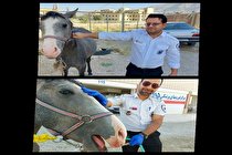 پناه بردن اسب مصدوم به اورژانس لردگان (عکس)