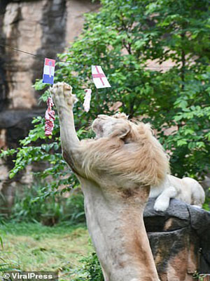 این شیر نر پیشگویی می کند!  (گزارش تصویری)