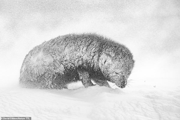 عکس های برگزیده مسابقه عکاسی بین المللی «طبیعت» (گزارش تصویری) عکس های برگزیده مسابقه عکاسی بین المللی «طبیعت» (گزارش تصویری)