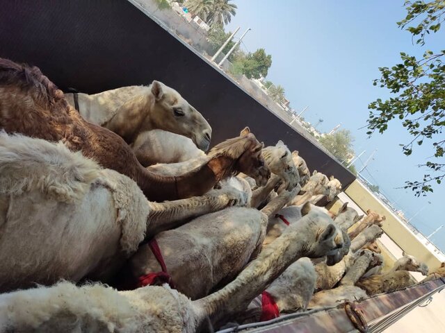 مسافران پرحاشیه گمرک؛ این بار شتران قطری! +عکس