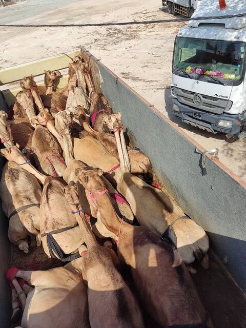 مسافران پرحاشیه گمرک؛ این بار شتران قطری! +عکس