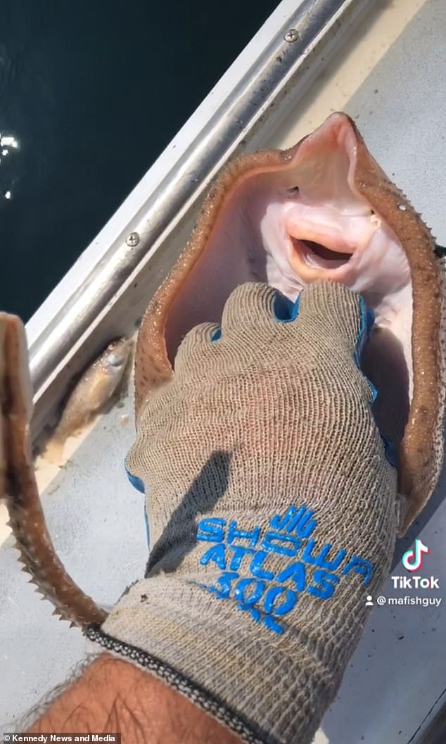 حالت جالب موجود دریایی عجیب که 100 میلیون بازدید شد (عکس)