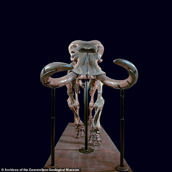 فیل های کوتوله (عکس) فیل های کوتوله (عکس)