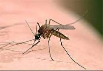 شیوع بیماریهای سالک و حیوان گزیدگی در فصل گرما