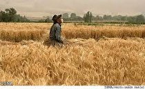 کشاورزان به حال خود رها شده‌اند